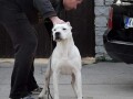 dogo-argentino-odrasli-psi-small-0