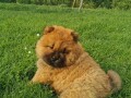 chow-chow-cau-cau-stenci-na-prodaju-small-2