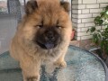 chow-chow-cau-cau-stenci-na-prodaju-small-4