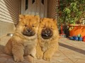 chow-chow-cau-cau-stenci-na-prodaju-small-0