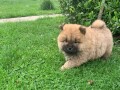 chow-chow-cau-cau-stenci-na-prodaju-small-3