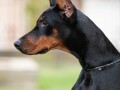 doberman-mlada-kuja-small-0