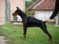 doberman-mlada-kuja-small-1