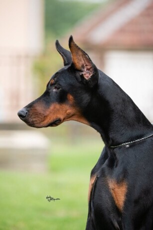 doberman-mlada-kuja-big-0