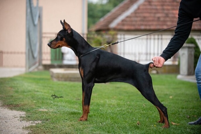 doberman-mlada-kuja-big-1