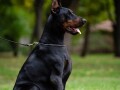 doberman-small-3