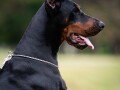 doberman-small-2