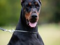 doberman-small-1