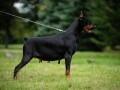 doberman-small-0