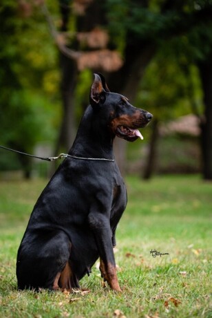 doberman-big-3