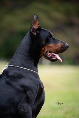 doberman-big-2