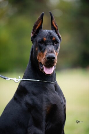 doberman-big-1