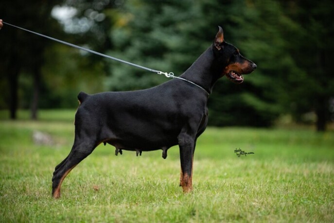 doberman-big-0