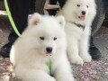 samojed-stenci-small-0