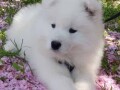 samojed-stenci-small-1