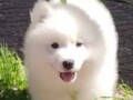 samojed-stenci-small-2