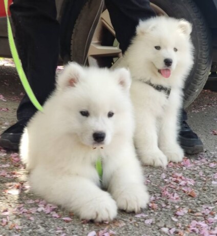 samojed-stenci-big-0