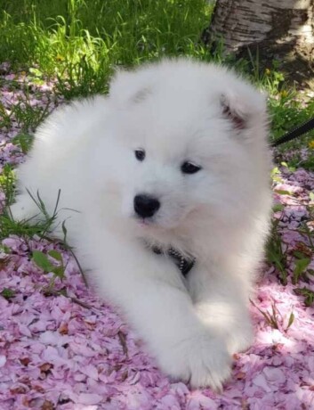 samojed-stenci-big-1