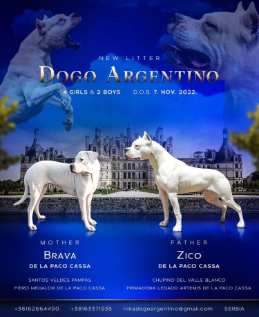 dogo-argentino-stenci-big-0