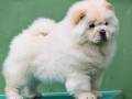 chow-chow-cau-cau-cau-cau-small-0