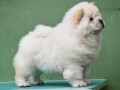 chow-chow-cau-cau-cau-cau-small-3