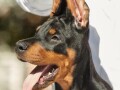 doberman-stenci-small-1