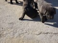 stenci-cane-corso-small-1