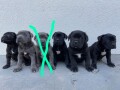 stenci-cane-corso-small-3