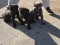 stenci-cane-corso-small-0