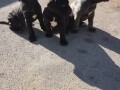 stenci-cane-corso-small-2