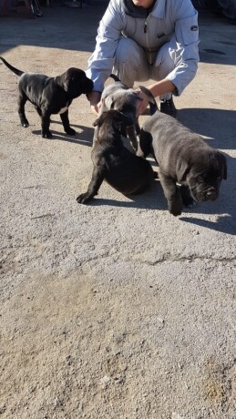 stenci-cane-corso-big-1