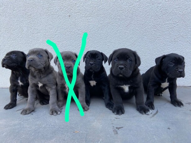 stenci-cane-corso-big-3