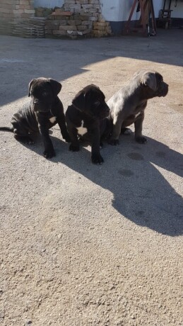 stenci-cane-corso-big-2