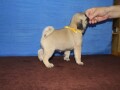 mops-small-2