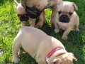 cute-french-bulldog-puppies-for-sale-small-0