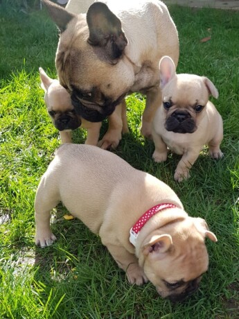 cute-french-bulldog-puppies-for-sale-big-0
