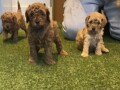 toy-poodle-puppies-available-for-sale-small-0
