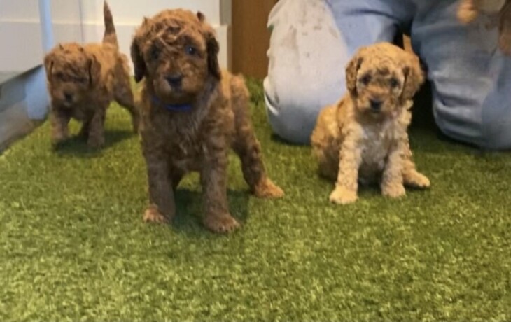 toy-poodle-puppies-available-for-sale-big-0