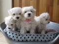 lovely-maltese-puppies-for-sale-small-0