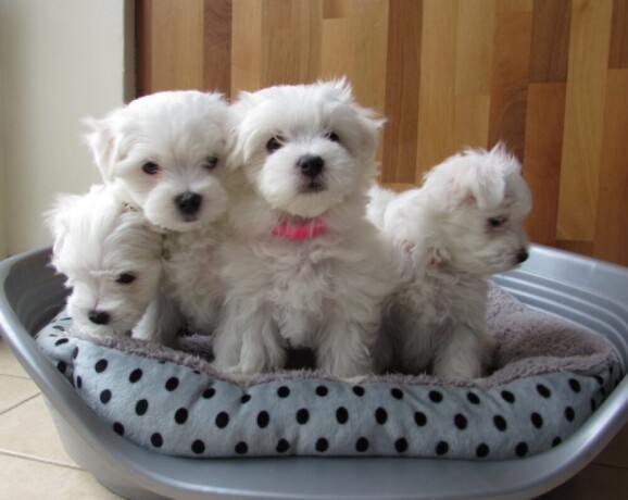 lovely-maltese-puppies-for-sale-big-0