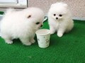 teacup-pomeranian-puppies-for-sale-small-0