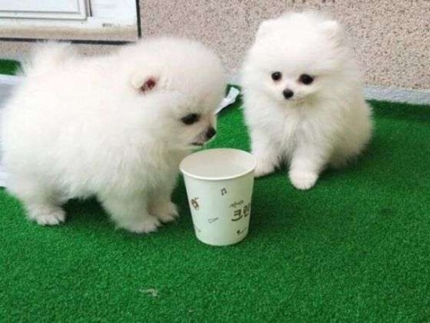 teacup-pomeranian-puppies-for-sale-big-0