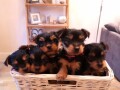 lovely-yorkie-puppies-for-sale-small-0