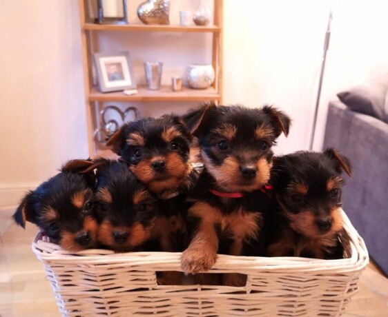 lovely-yorkie-puppies-for-sale-big-0