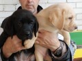 labrador-retriver-vrhunsko-leglo-small-4