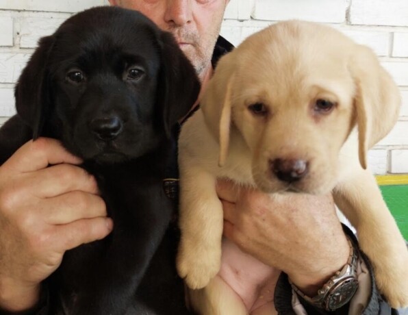 labrador-retriver-vrhunsko-leglo-big-2