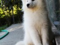 samojed-zenka-na-prodaju-small-1