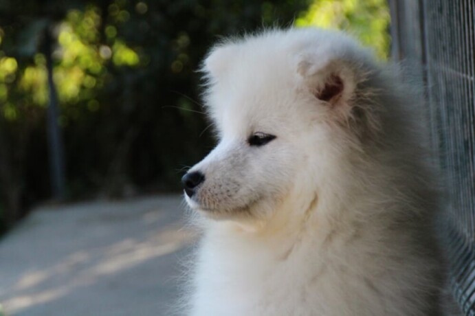 samojed-zenka-na-prodaju-big-0