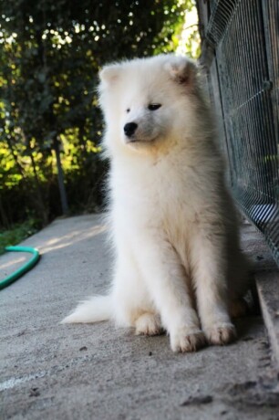 samojed-zenka-na-prodaju-big-1