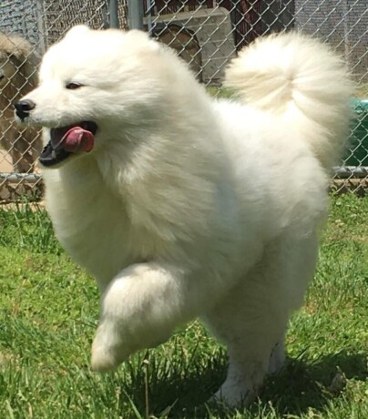 samojed-zenka-na-prodaju-big-2